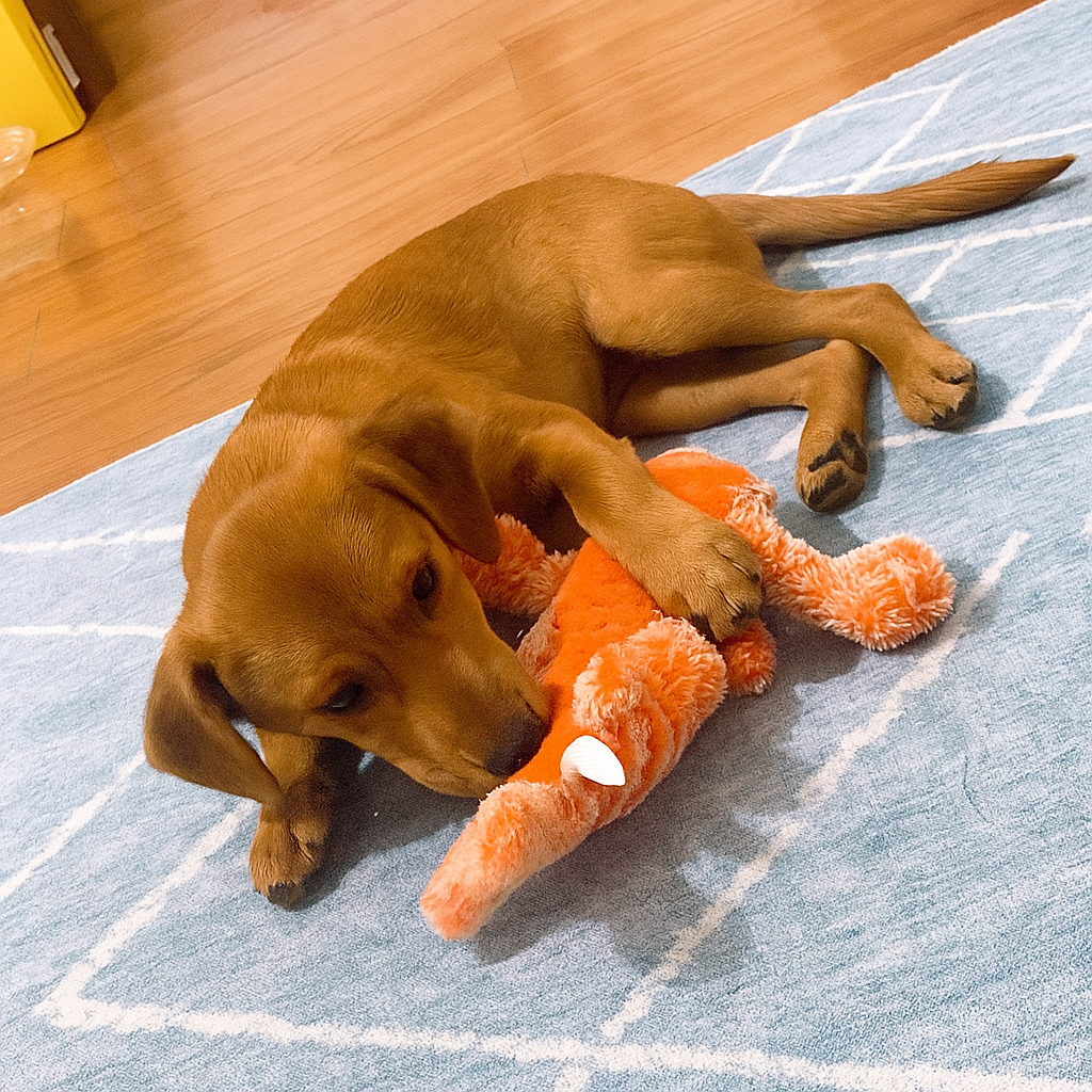 Dog chew toy plush