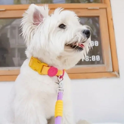 Medium dog collar


