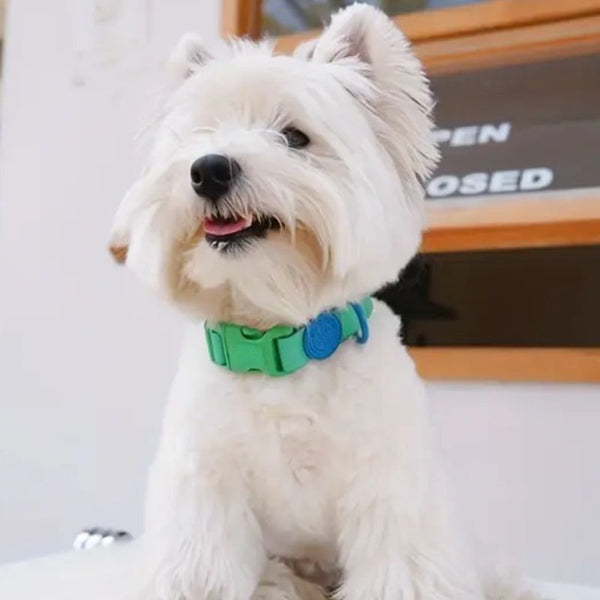 Durable dog collar

