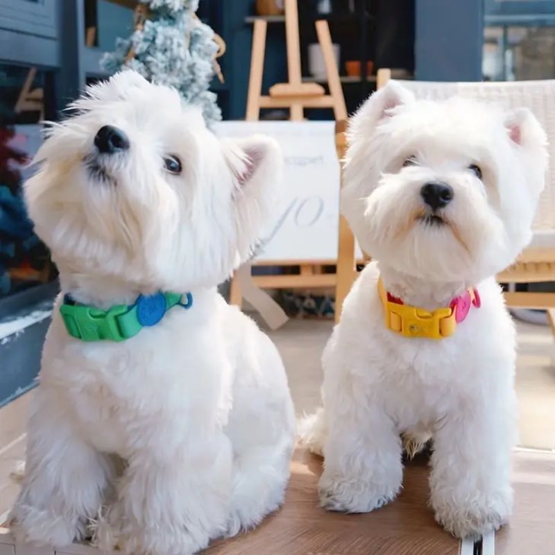 Medium dog collar

