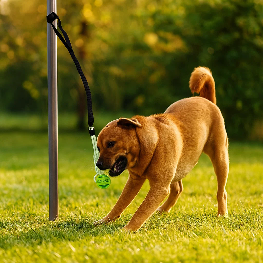 interactive dog toy