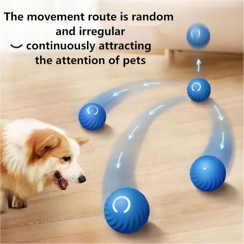 Dog playtime