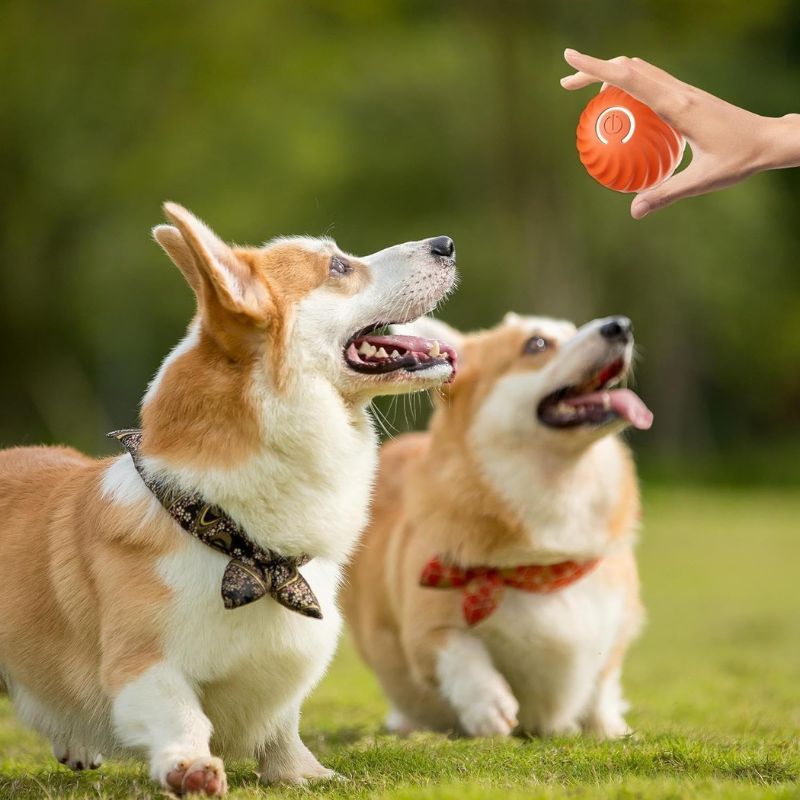 Dog playtime