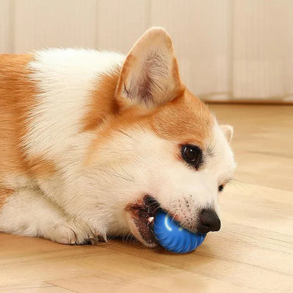 Puppy fun