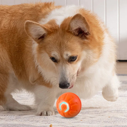 Dog playtime