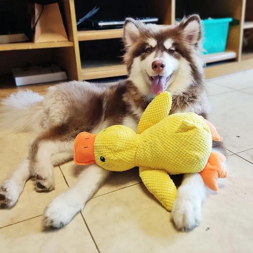 chew toy for dogs