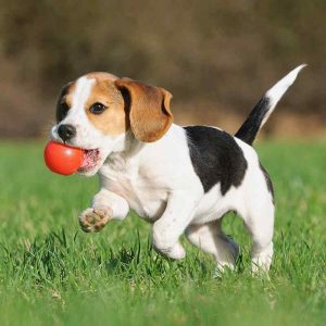 Pet Toys